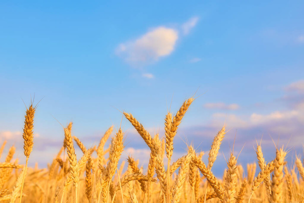 Wizerunek pola pszenicy z błękitnym niebem, letni dzień. - Zdjęcie, obraz