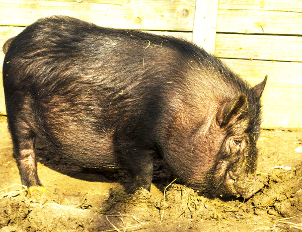 Cerdo negro casero
 - Foto, imagen