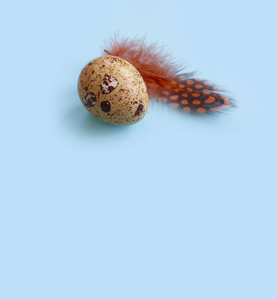 viiriäisen muna, sulka värillisellä pohjalla - Valokuva, kuva