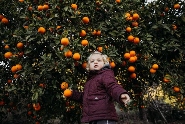 Baby girl in the orange garden. - Photo, image