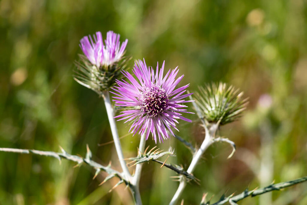 The purple milk thistle, Galactites elegans or Galactites tomentosa, Also known as Cardota, is a plant of the Asteraceae family of Mediterranean origin and distribution. - Photo, Image