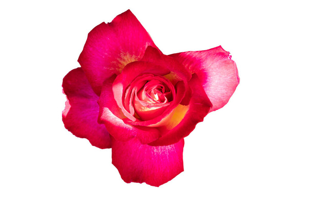 Κόκκινο τριαντάφυλλο. Το γένος Rosa αποτελείται από μια πολύ γνωστή ομάδα γενικά ακανθωδών και ανθωδών θάμνων, τους κύριους εκπροσώπους της οικογένειας Rosaceae. Το λουλούδι και το φυτό ονομάζεται τριαντάφυλλο.. - Φωτογραφία, εικόνα