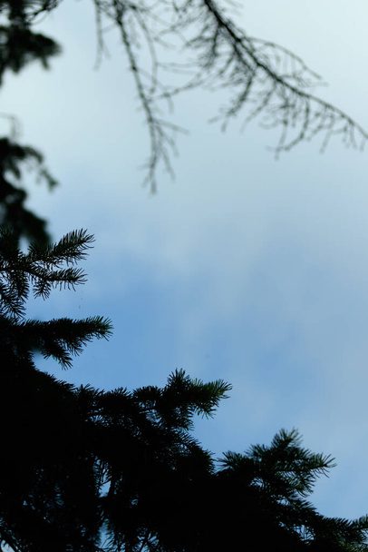 close-up copia spazio pini blu cielo nuvole - Foto, immagini