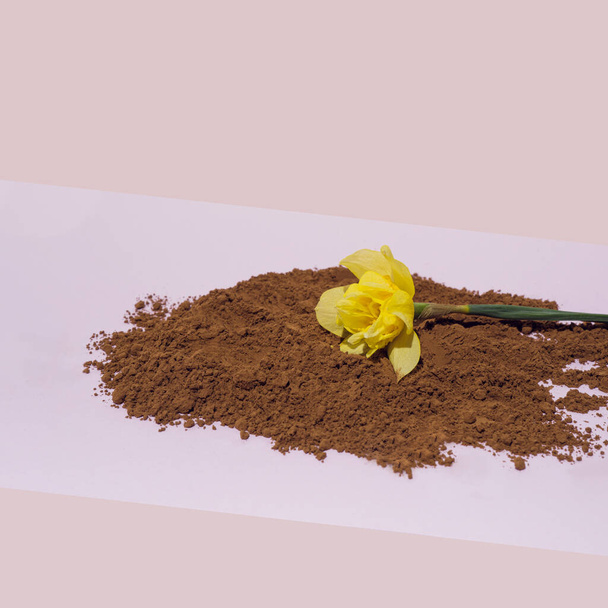 Yellow narcissus flower in brown cocoa powder on soft pastel background. Conceptual art. - 写真・画像