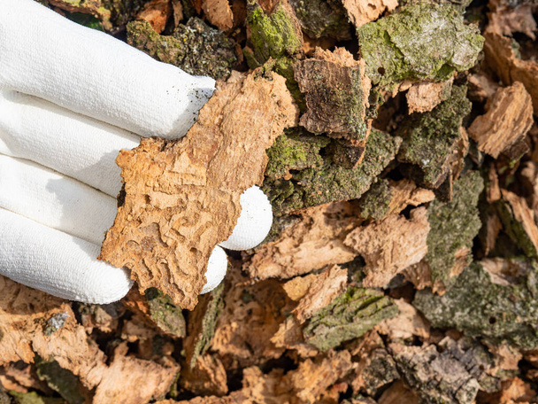 Рука лісового персоналу показує тунелі лісових личинок комах, що руйнують мертвий зимовий дуб. Руйнівна хвороба, дорослий гній знебарвлює ліс
. - Фото, зображення