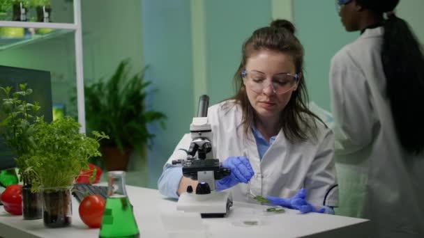 Biologi splecialist ottaen pinseteillä vihreä lehtinäyte - Materiaali, video