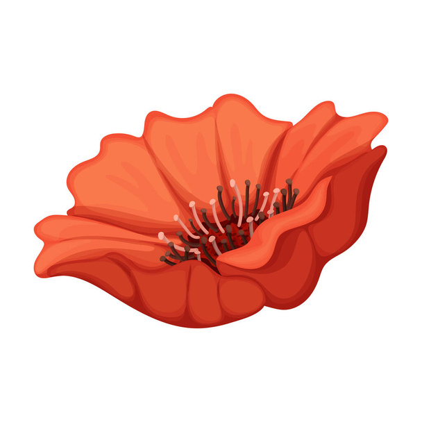 Poppy flower vector cartoon icon. Vector illustration poppy red on white background. Isolated cartoon illustration icon of red elower. - Vektor, obrázek
