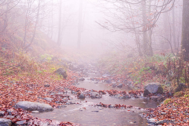 Mountain brook covered with fallen leaves on a misty autumn day - Photo, Image