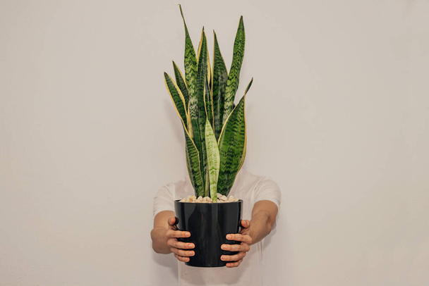 young man behind potted plant isolated on wall - Foto, imagen