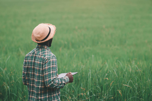 Afrikkalainen viljelijä tilalla tabletti tutkimusta varten luonnonmukaisen riisin alalla.Maatalous tai viljely käsite - Valokuva, kuva