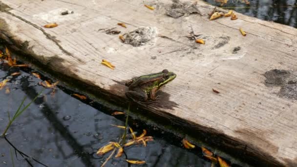 Kikker zat op een stuk hout drijvend op een meer. Groene pad met planten en water - Video