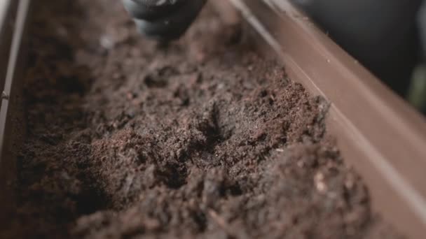 Agricultor ou mulher mãos colocando sementes no solo ou chão no pote. Plantio de plantas no conceito varanda.  - Filmagem, Vídeo