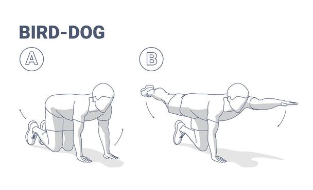 Mann tut Vogel Hund Übung zu Hause Workout Anleitung Vektor Illustration. - Vektor, Bild