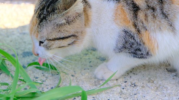 Kleine en kleurrijke kat rond groen gras en zijn tong en likken - Foto, afbeelding