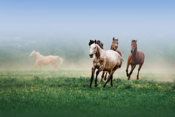 Een kudde paarden galoppeert in de mist op een neutrale achtergrond op het groene gras. - Foto, afbeelding