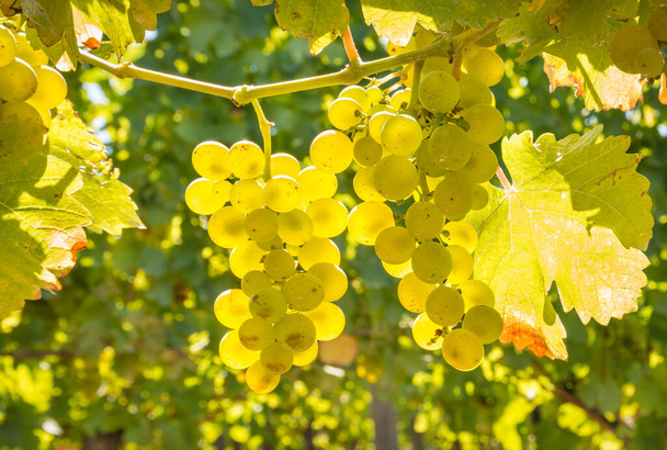 primer plano de racimos retroiluminados de uvas sauvignon blanc que cuelgan de la vid en el viñedo en el momento de la cosecha - Foto, Imagen