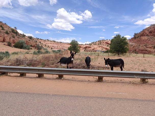 Tři osli v Shonto Arizona v horkém letním dni - Fotografie, Obrázek