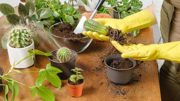 Vrouw tuinman handen in gele handschoenen planten cactus in nieuwe bloempot met vruchtbare grond op houten tafel. Binnenbeplanting en tuinieren concept. DIY home garden met planten en vetplanten - Foto, afbeelding