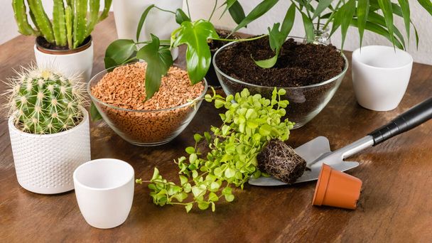 Indoor DIY home garden with green plants, flowers, cacti and succulents on wooden in white flowerpots on wooden table and shelf. Soil and drainage for transplanting. Planting and gardening concept. - Fotoğraf, Görsel