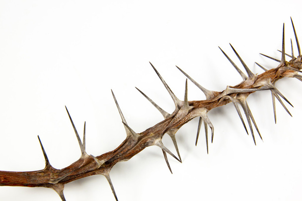 seção de ramo seco coberto de espinhos afiados
 - Foto, Imagem