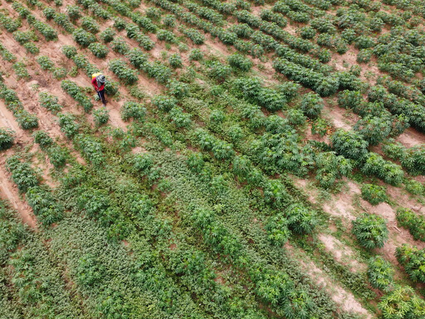 Boeren spuiten giftige pesticiden of pesticiden op landbouwpercelen - Foto, afbeelding