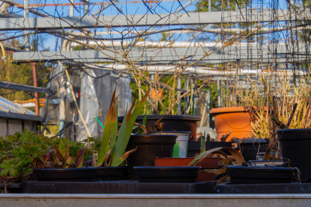Vanhat kuolleet kasvit hylätyssä kasvihuoneessa keskittyen etualalle - Valokuva, kuva