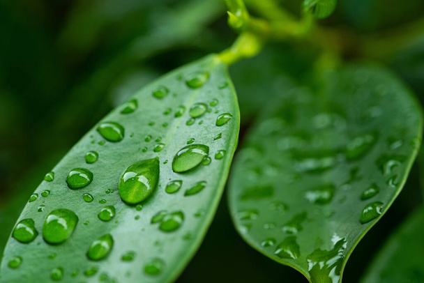 Water on leave background, Green leaf nature - Valokuva, kuva