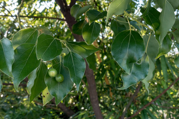 Een close-up shot van kamfer laurier zaden en bladeren. Cinnamomum camphora is een soort groenblijvende boom die algemeen bekend is onder de naam kamferboom, kamferboom of kamferlaurier. - Foto, afbeelding