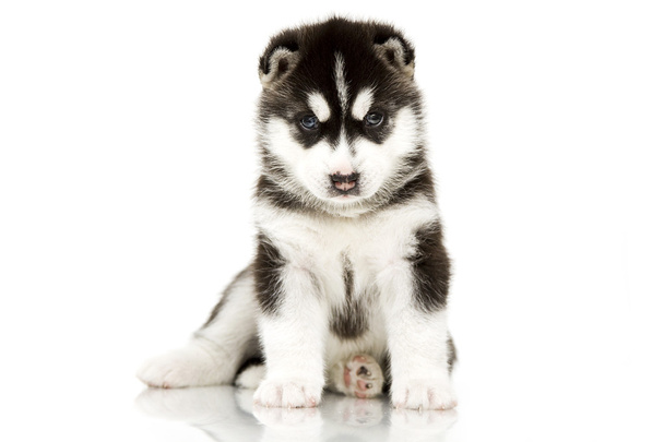 Siberische husky pup leeftijd van 4 weken - Foto, afbeelding