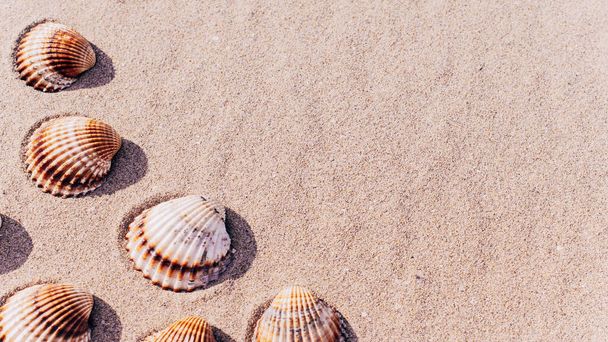 Shells isolated with seashells, starfishes on sand ocean beach background. Vacation backdrop with space for the text - Photo, Image