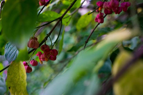 Arbusto deciduo, fiori rosa con semi d'arancio di euonymus europaeus o fuso. Celastraceae - Foto, immagini