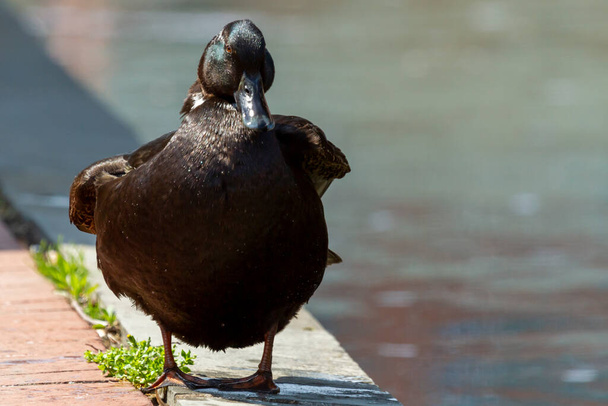 Closeup isolated frontal view of a mallard dabbling duck standing on the edge of sidewalk by a canal in downtown Frederick. Its black plumage is wet and shiny under sunlight. Wildlife in urban concept - Φωτογραφία, εικόνα