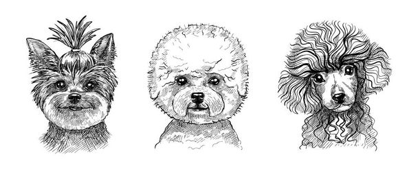 Набор из трех портретов милых щенков или собак. Черно-белый эскиз в стиле ручной графики с ручкой. - Вектор,изображение