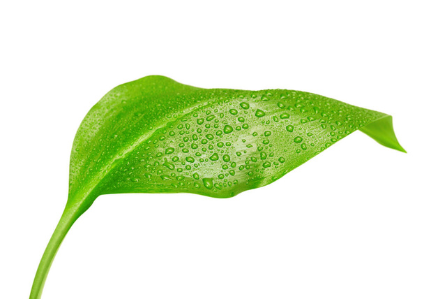 hoja verde con gotas de agua sobre fondo blanco - Foto, Imagen