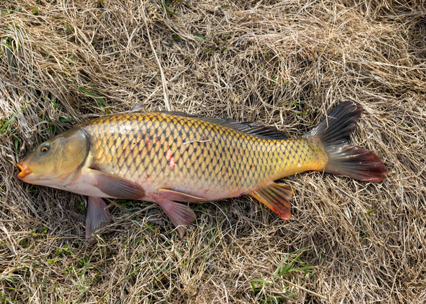 carp caught in the hands of a fisherman, amateur carp fishing, fishing as a hobby - Foto, Imagen