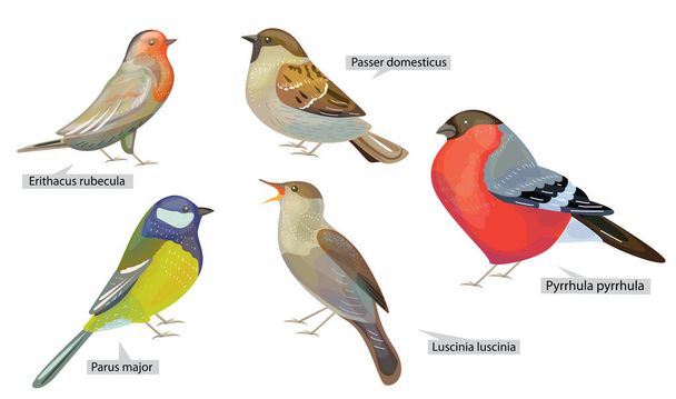 Set with different winter birds living in North  America and Europe. Real Latin titles. Illustration for books about animals and wild life. - Wektor, obraz