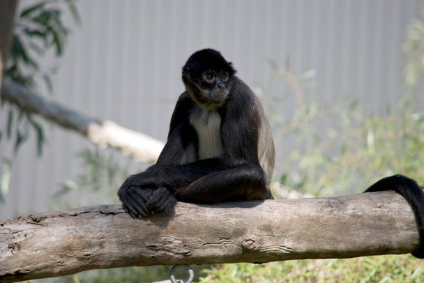 the spider monkey has a cream chest and is maily black and gray with a long tail - Фото, изображение