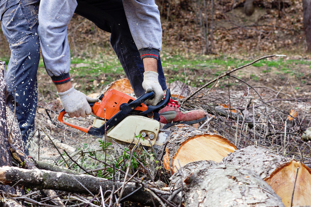  Man cutting trees using an electrical chainsaw  - Photo, Image
