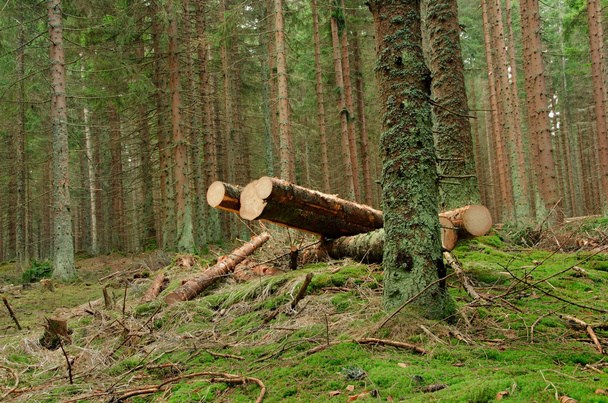 Arbres coupés dans la forêt
 - Photo, image