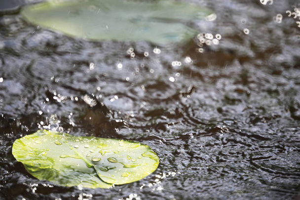 lagoa com plantas daninhas, pântanos, nenúfares e lírios victoria amazonica - Foto, Imagem