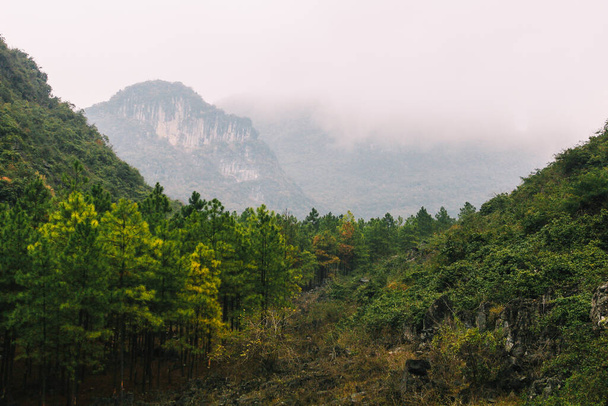 A mesmerizing view of a dense forest on a foggy day - Photo, image