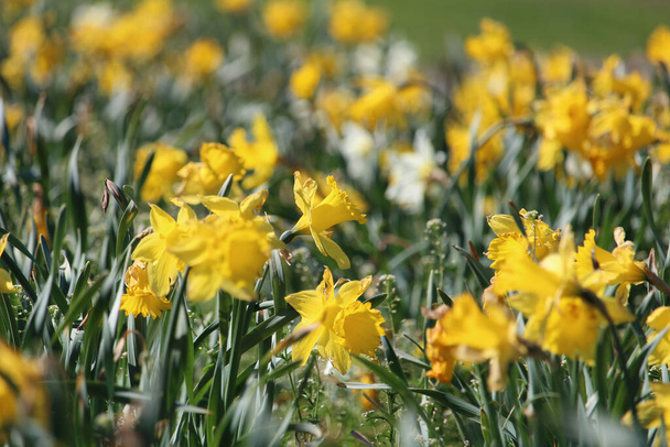 A closeup shot of yellow daffodils growing in the field - Zdjęcie, obraz