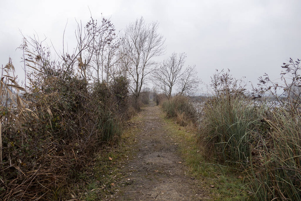 A narrow path through reeds by the lake - Fotoğraf, Görsel