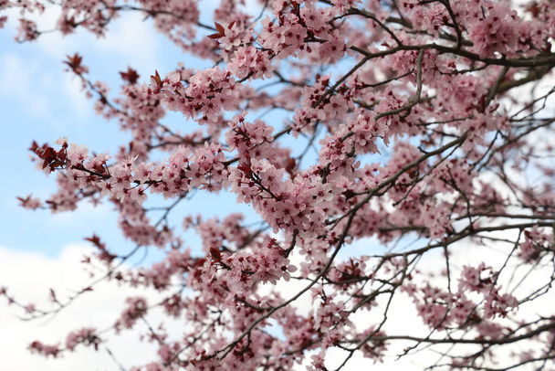A beautiful cherry tree blossomed in spring - Foto, Imagem