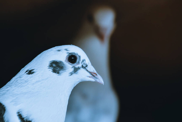 Un focus selettivo di colomba in bianco e nero - Foto, immagini