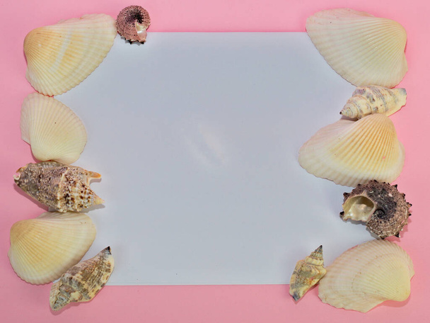 A frame with shells on a pink background - Foto, afbeelding