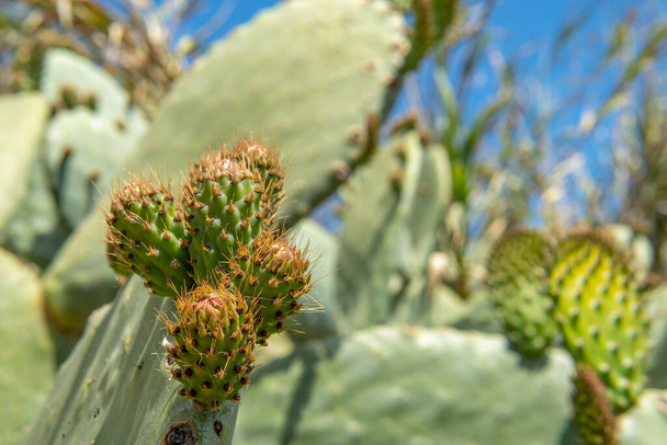Primo piano di un cactus ficus-indica spinoso, Opuntia ficus-indica, durante la stagione primaverile, che mostra l'emergere di nuove foglie e frutti - Foto, immagini