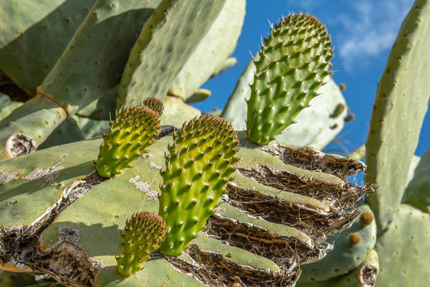 Közelkép egy tüskés körtés kaktuszról, Opuntia ficus-indica, a tavaszi időszakban, amely új levelek és üzemanyagok megjelenését mutatja - Fotó, kép