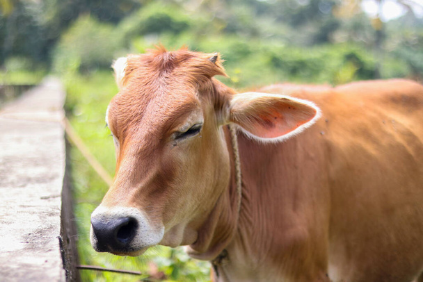 A selective focus shot of a brown cow with a rope around its neck - Foto, Imagem