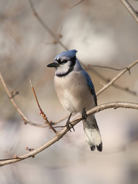 A portrait of a beautiful blue jay bird (Cyanocitta cristata) sitting on a branch of a tree - vertical shot, on a blurred background - Valokuva, kuva